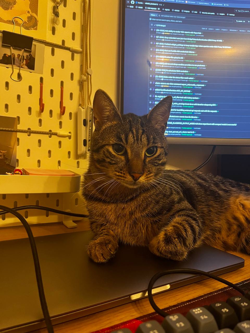 yet another cat