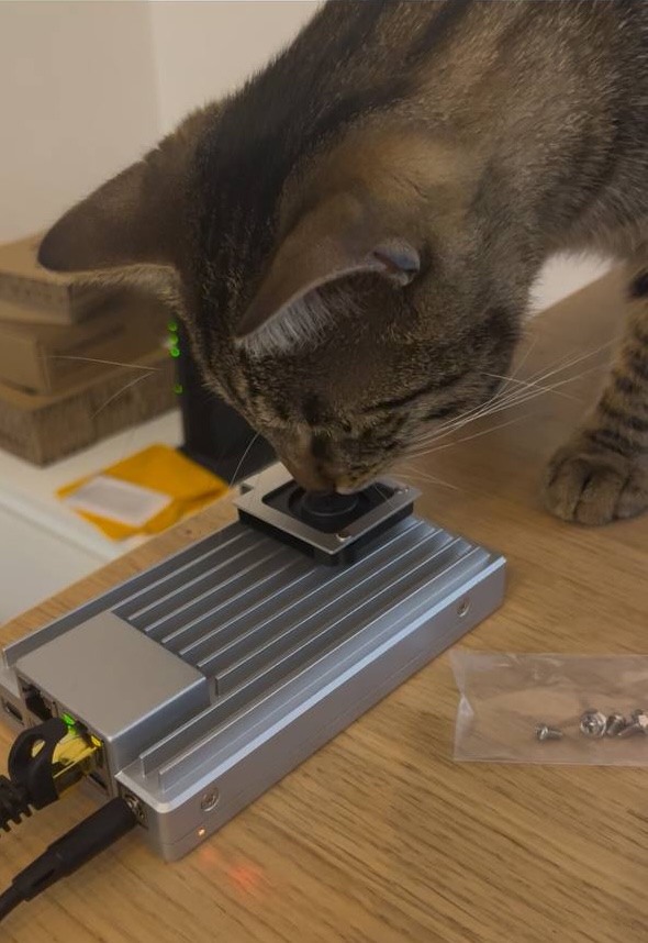 cat